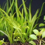 植栽から7日目　チェーンアマゾン